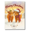 Highland Cow